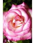 Троянда плетиста Хендель (кремово-біла з малиново-рожевою каймою) | Роза плетистая Хендель (кремово-белая с малиново-розовой каймой) | Rosa climber Handel